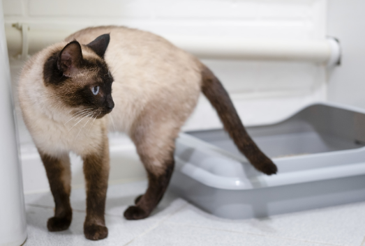 Chat à côté de sa litière