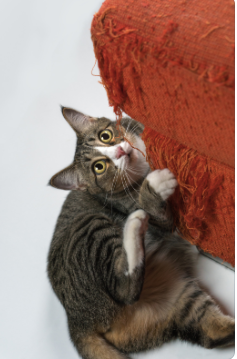 Chat qui griffe un canapé rouge