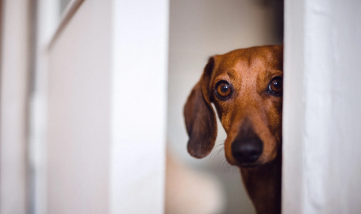 Chien qui a peur