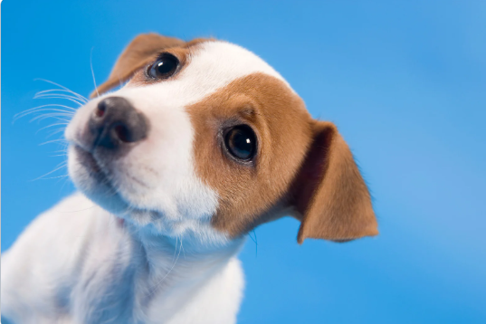 chien heureux