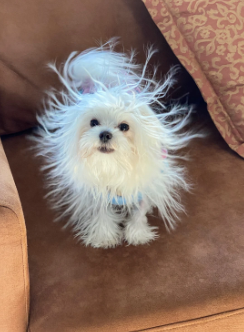 chien qui a les poils qui volent à cause de l’électricité statique