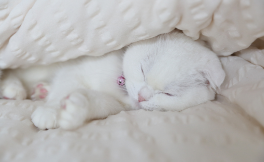 chat qui dort dans une couverture