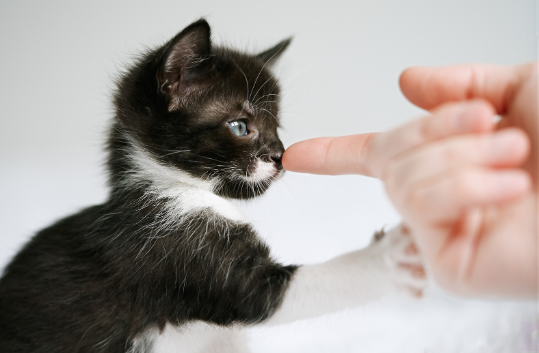 personne qui touche le nez d’un chat