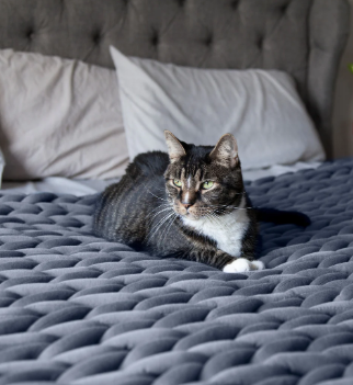 chat sur un lit