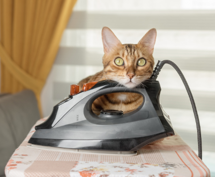 chat avec la tête posé sur un fer à repasser