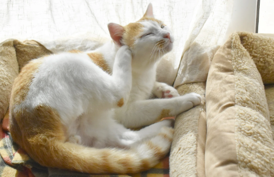 chat qui se gratte