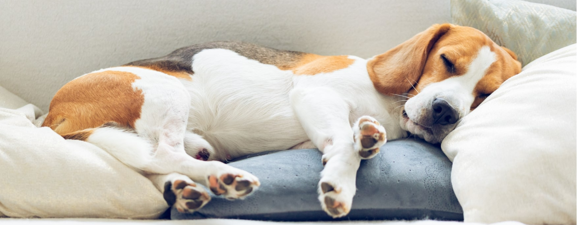 Enlever les poils de chien : les meilleures astuces – Blog BUT