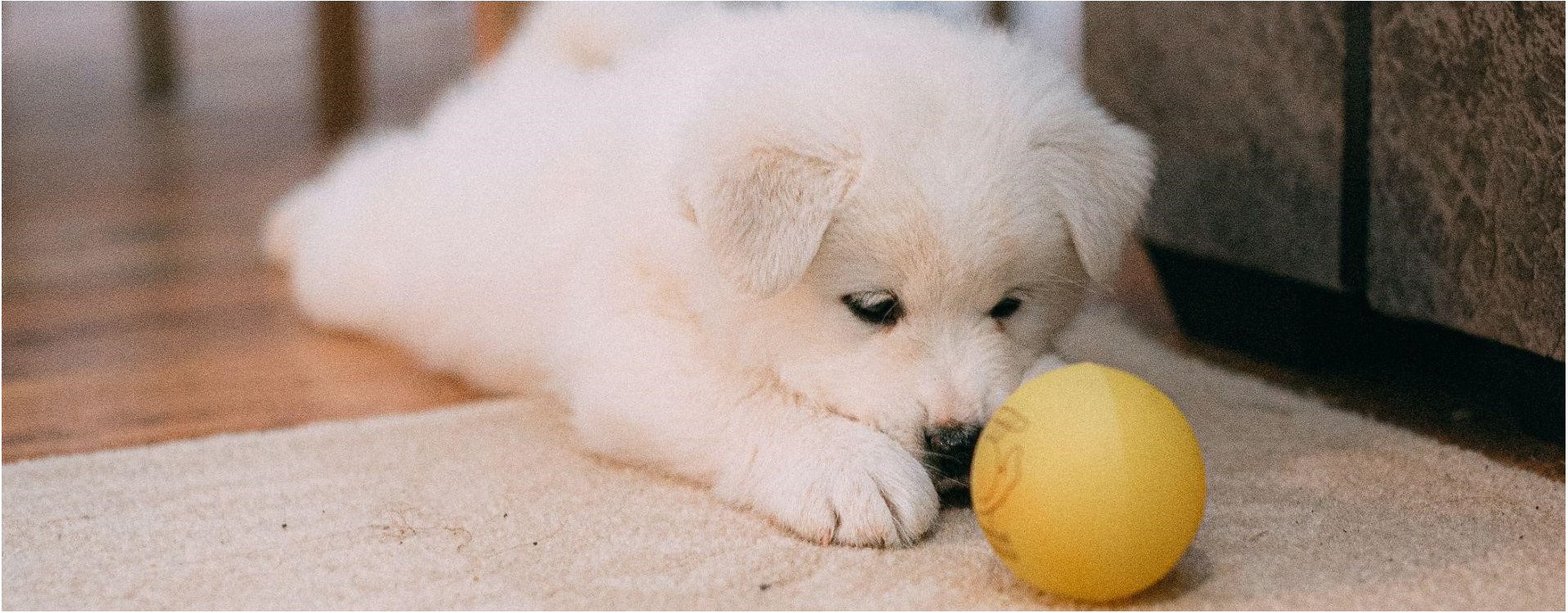 Les Meilleurs jeux d’intelligence pour chien !