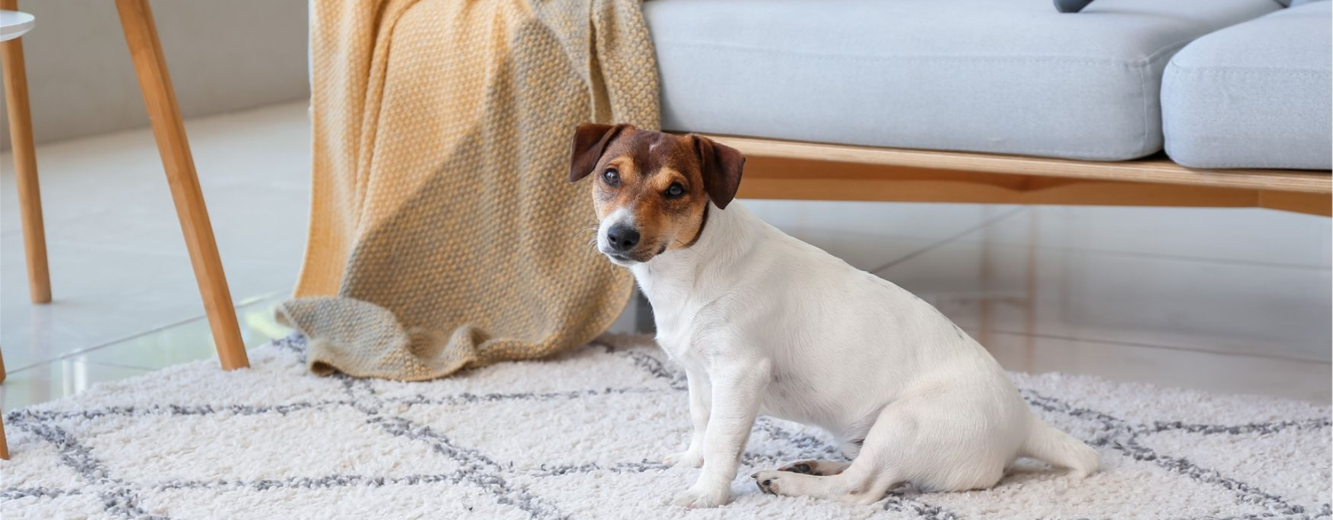 Comment se débarasser des poils d'animaux sur votre tapis ?