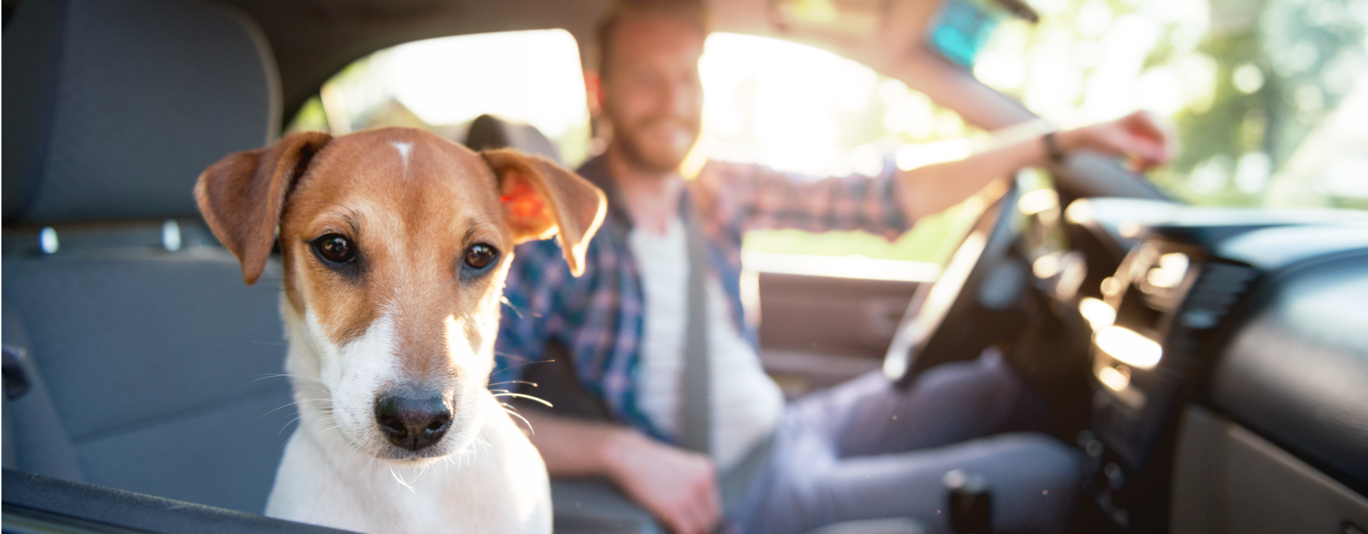 Comment enlever poils de chien sur moquette voiture ?