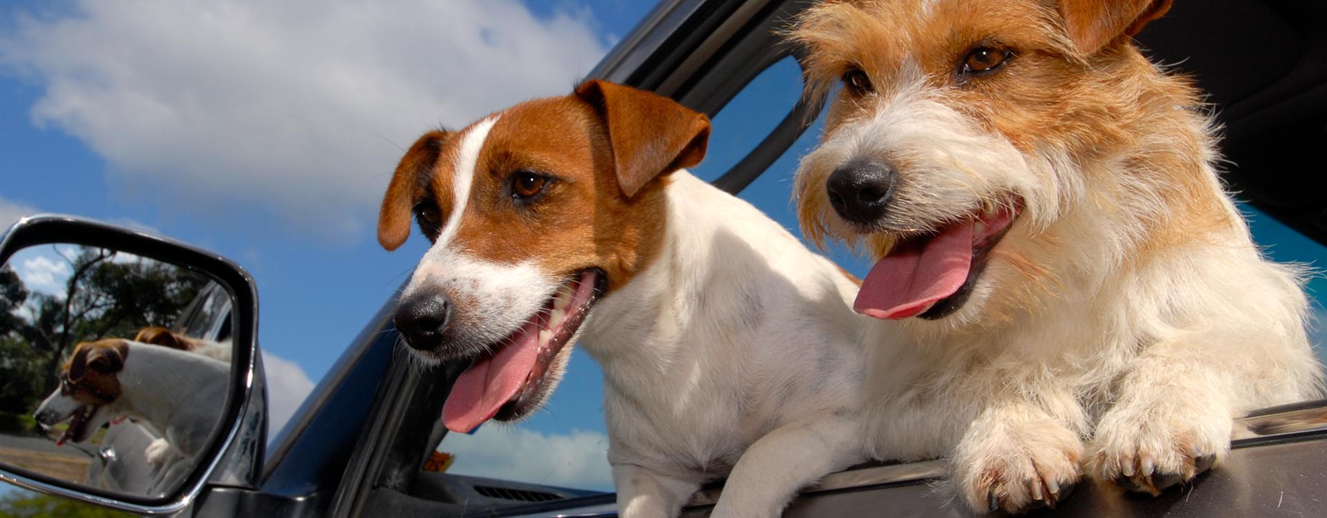 Comment enlever poils de chien dans une voiture ?