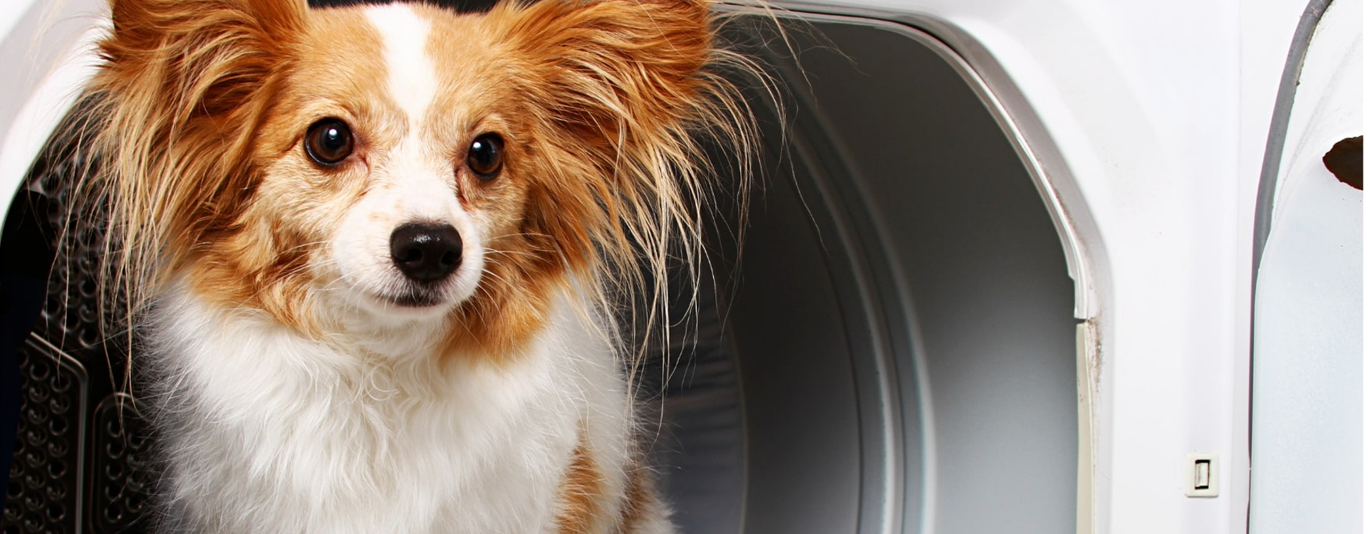 Comment enlever les poils de chien de la machine à laver ?