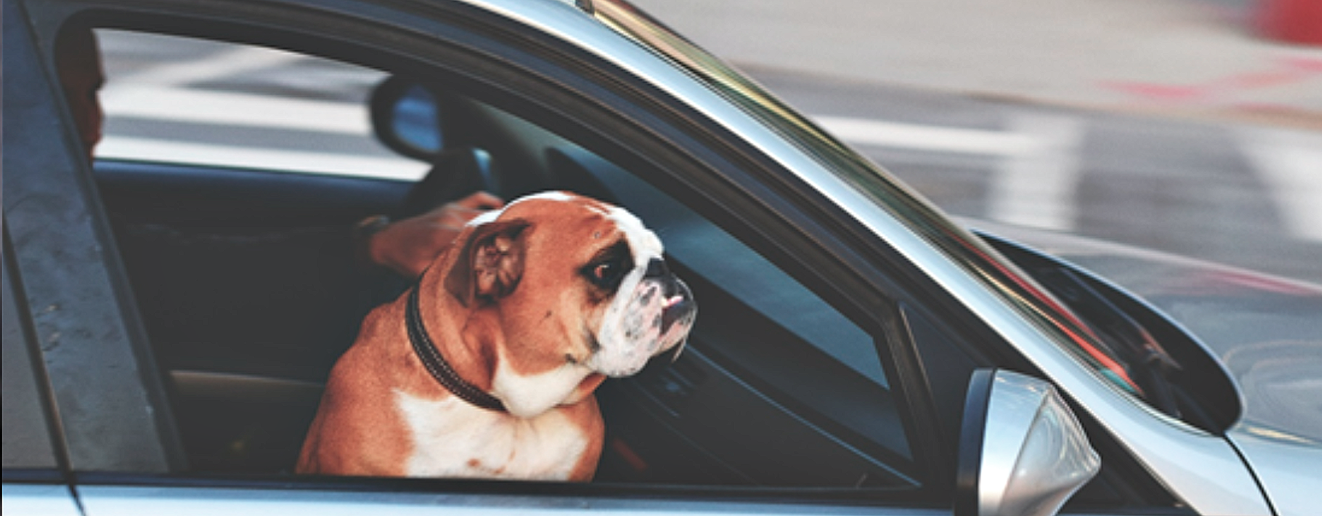 Comment enlever les poils de chien sur les sièges de voiture ?