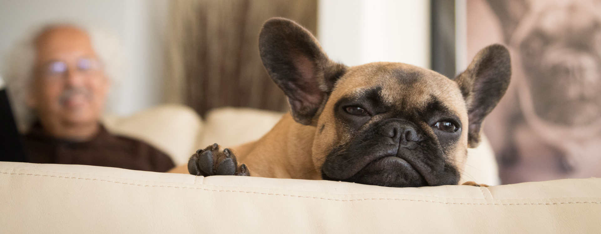 Comment enlever les poils de chien sur un canapé ?