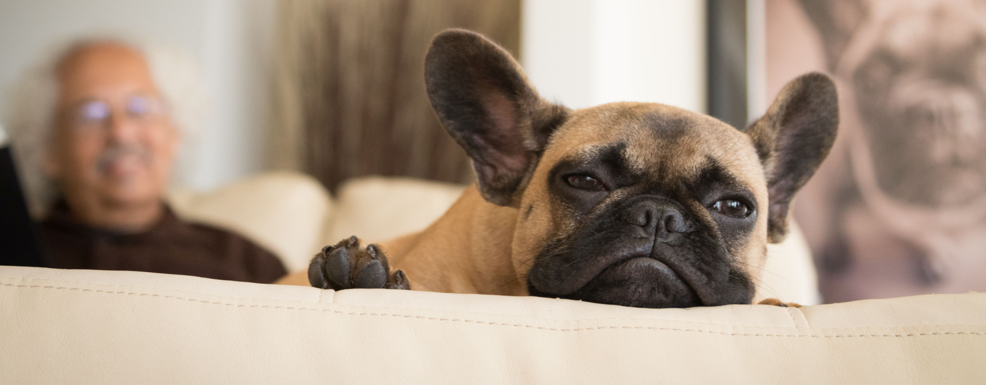 Comment enlever les poils d'animaux facilement ?