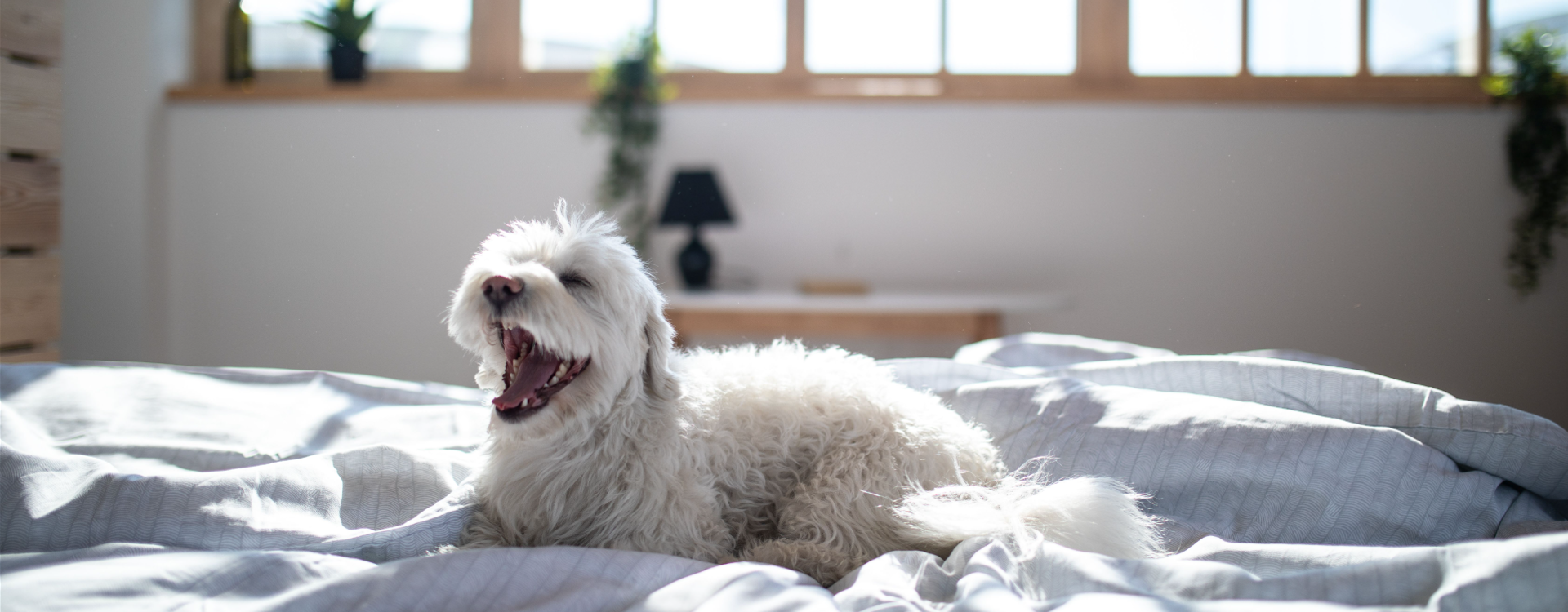 Comment enlever les poils de chien sur un plaid ?