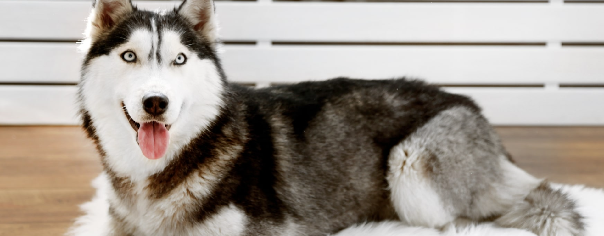 Comment enlever les poils de chien sur un tapis