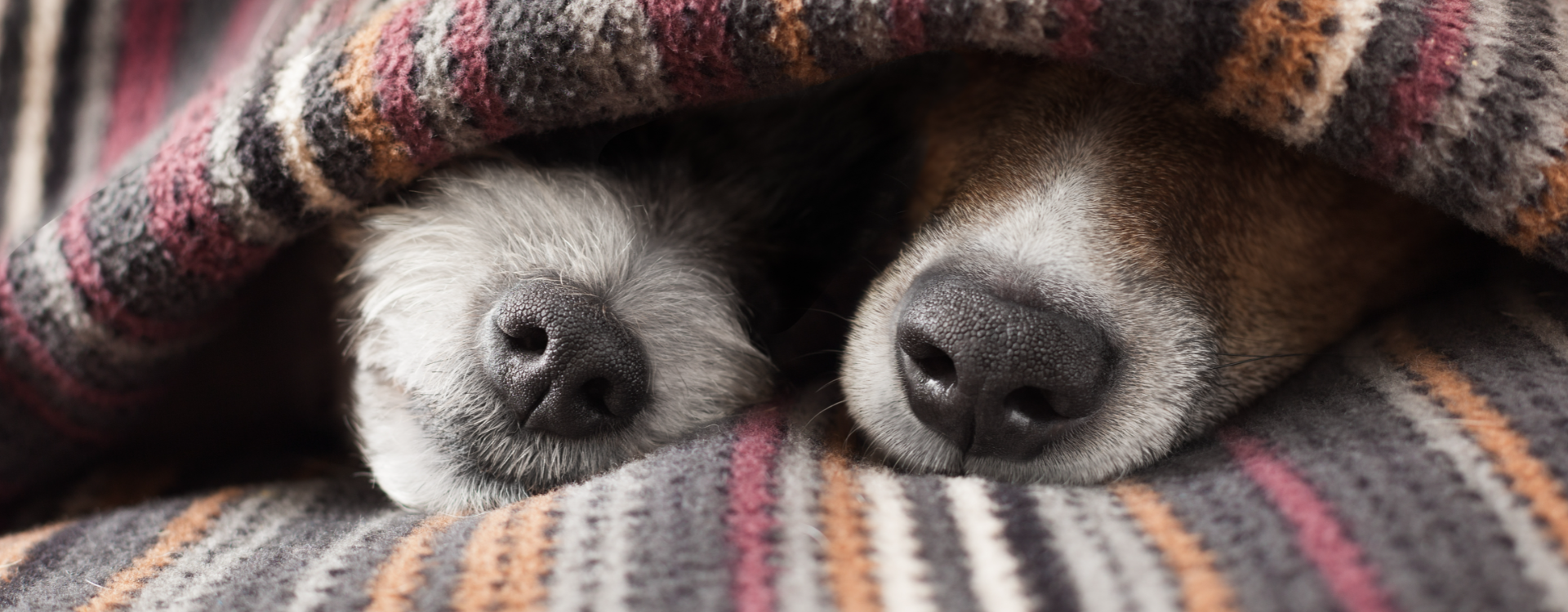 Enlever les poils de chien sur une couverture