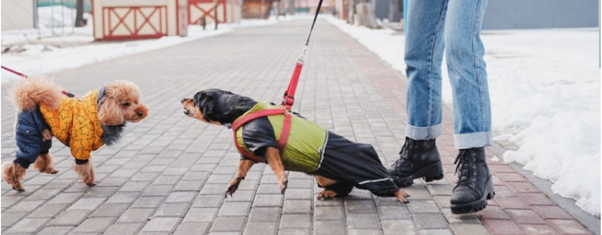 Comment calmer un chien agressif ?