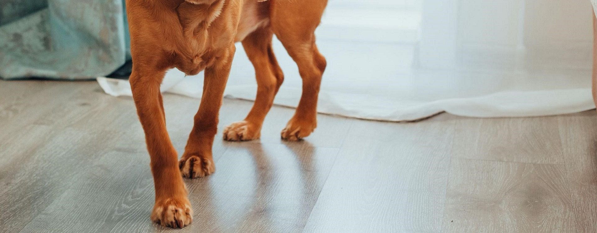 mon chien marche sans arrêt dans la maison : est-ce normal ?