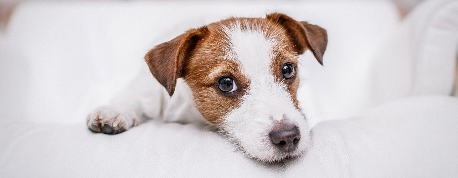 COMMENT RENDRE SON CHIEN ADULTE PROPRE ?