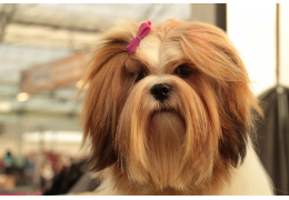 Résine sur poils de chien : solutions naturelles et efficaces