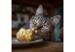 Les chats et les pommes de terre cuites : risques à connaître