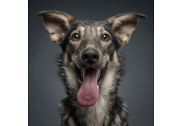 Pourquoi mon chien me lèche : science et affection