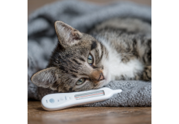 Température chat : normale, fièvre et hypothermie