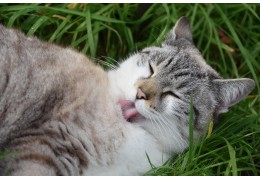 Comment enlever les bourres de poils d’un chat efficacement