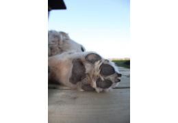 Pourquoi mon chien s'arrache les poils des pattes ? Causes et solutions concrètes