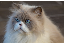 Enlever les nœuds des poils de chat sans stress – Guide complet