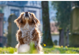 Pourquoi mon chien s'arrache les poils de la queue ? Causes et solutions