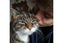 Astuces Naturelles pour Calmer un Chat en Chaleur