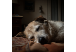 Identifier les Signes des Chaleurs chez Votre Chienne : Guide Pratique