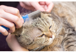 Comment aider son chat qui maigrit et perd ses poils ?