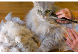 Stimuler la repousse des poils de chat après une tonte ou un rasage