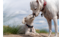 Chien qui ne perd pas ses poils