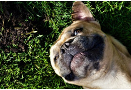 Comment empêcher un chien de creuser ? – 8  meilleures solutions