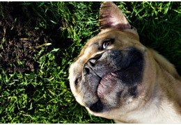 Comment empêcher un chien de creuser ? – 8  meilleures solutions