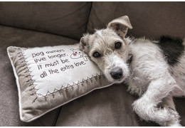 Quel chien en appartement ?