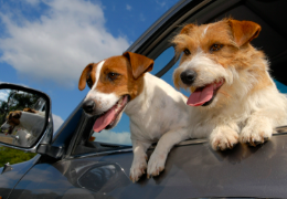Comment enlever poils de chien dans une voiture ?