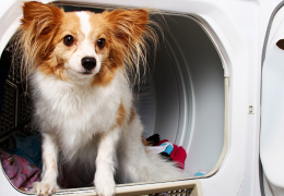 Comment enlever les poils de chien de la machine à laver ?
