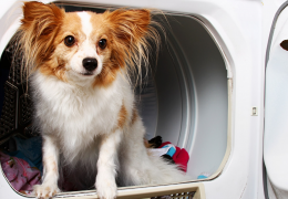 3 manières de éliminer les poils d'animaux du linge