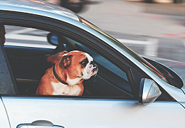 Comment enlever les poils de chien sur les sièges de voiture ?