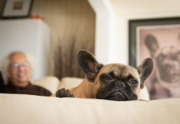 Comment enlever les poils de chien sur un canapé ?