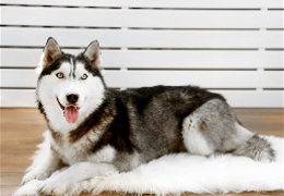 Comment enlever les poils de chien sur un tapis ?