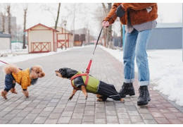 Comment calmer un chien agressif ?