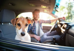 Comment enlever poils de chien sur moquette voiture ?