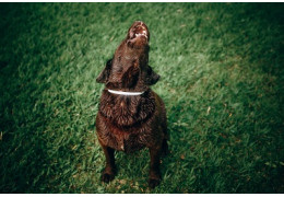 Enlever poils de chien machine à laver